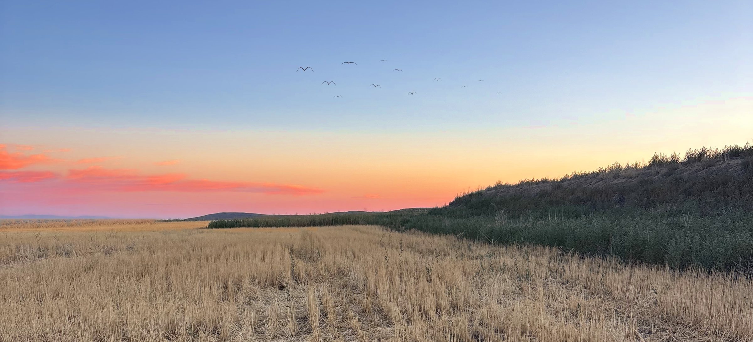 A harvested field at dusk under a wide sunset sky, with a flock of birds crossing